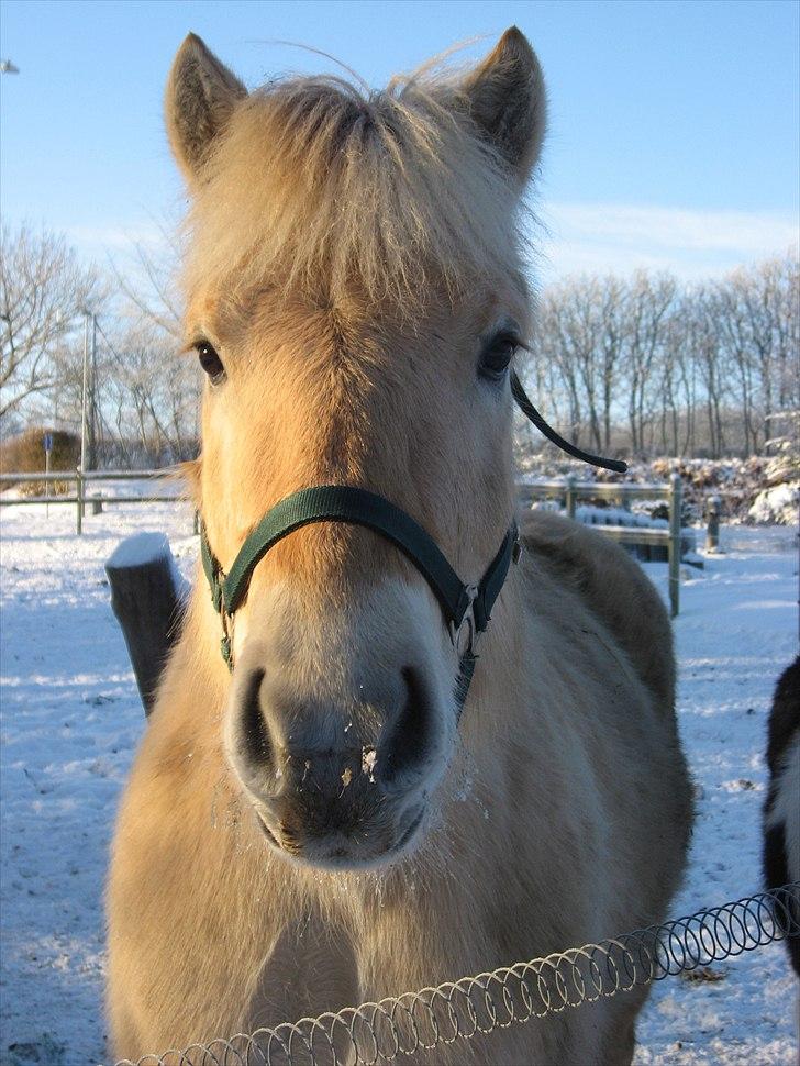 Fjordhest Landevejens Kamille  billede 6