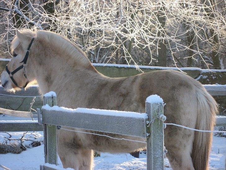 Fjordhest Landevejens Kamille  billede 7