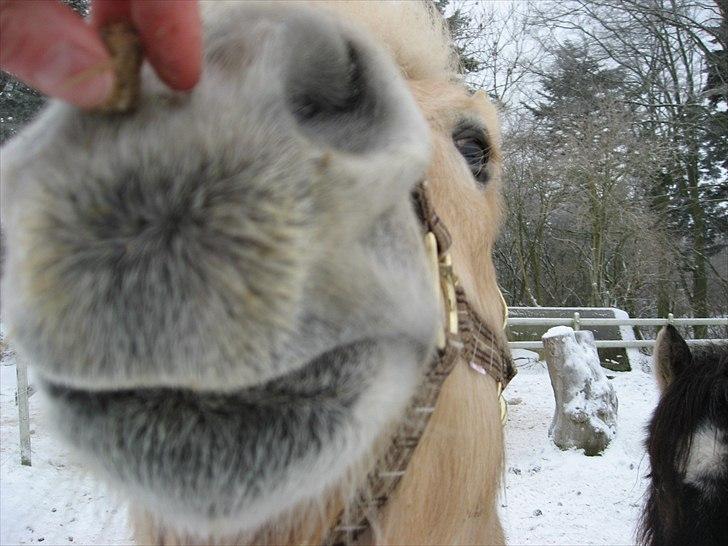 Fjordhest Landevejens Kamille  billede 9