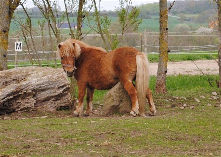 Shetlænder Alma - Maj 2010 billede 1