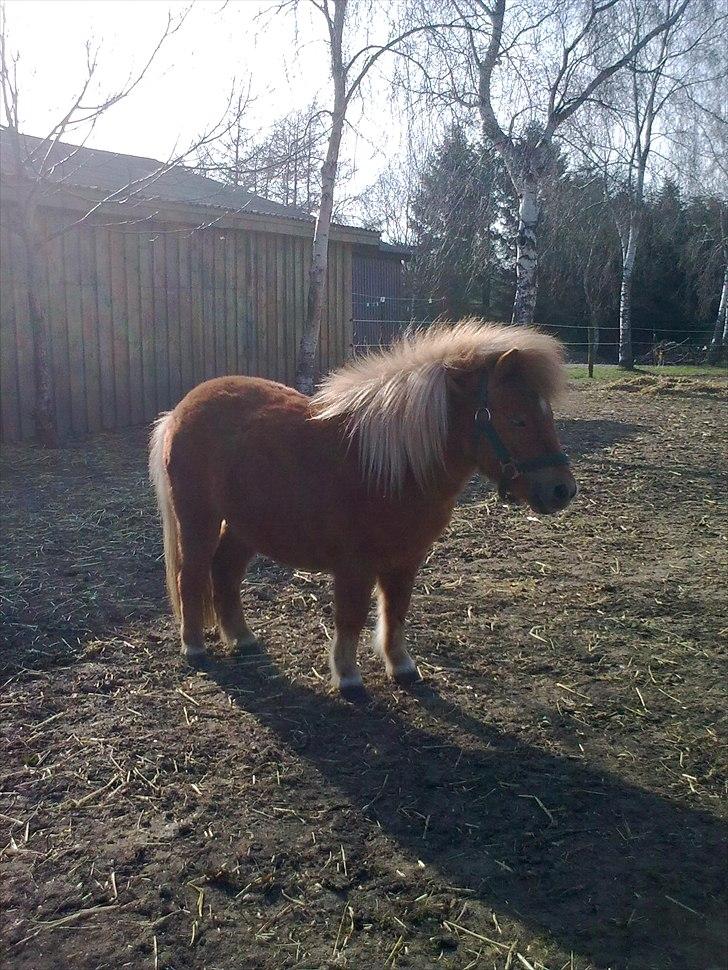 Shetlænder Alma - Alma maj 2009 billede 2