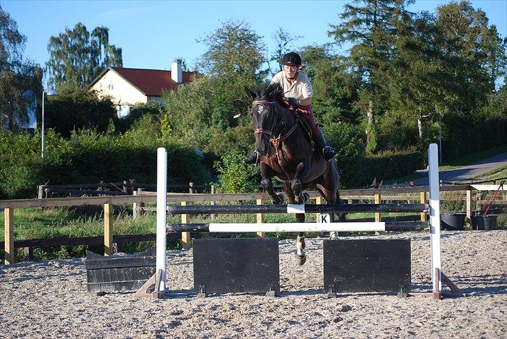 Dansk Varmblod Zenta - Mor og Zenta springer 110cm :p billede 8