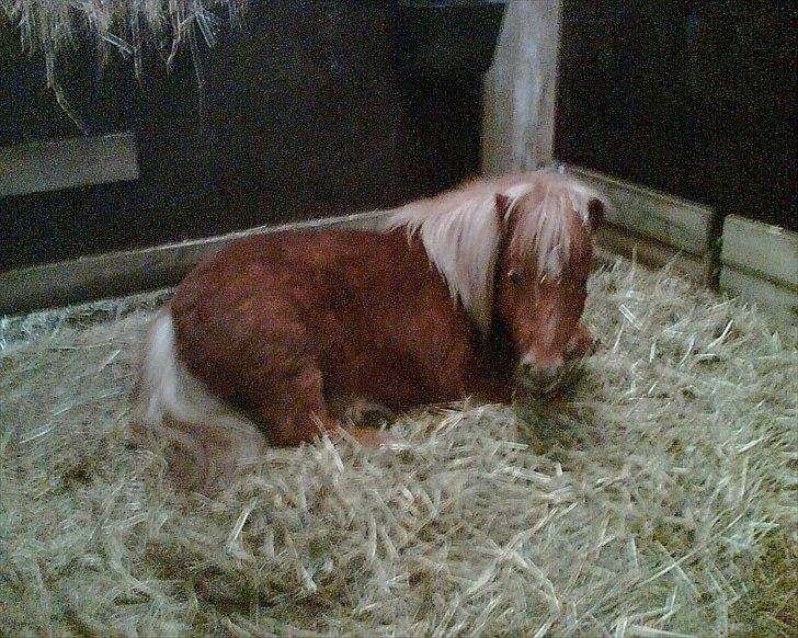 Shetlænder Alma - 2009 billede 3