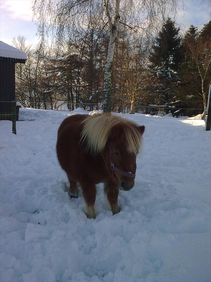 Shetlænder Alma - december 2009 billede 4