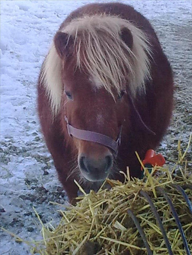 Shetlænder Alma - februar 2010 billede 5