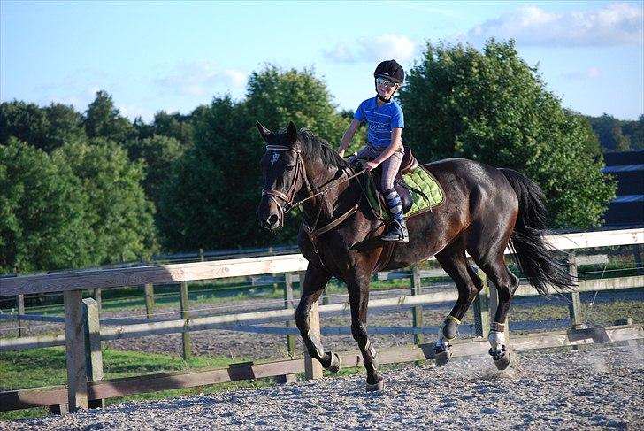 Dansk Varmblod Zenta billede 9