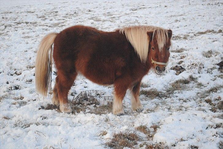 Shetlænder Alma - december 2010 billede 6