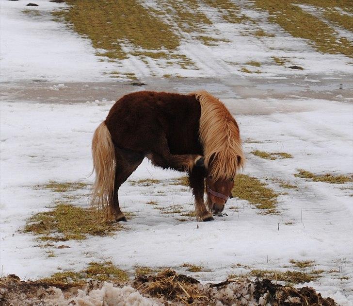 Shetlænder Alma - februar 2010 billede 7