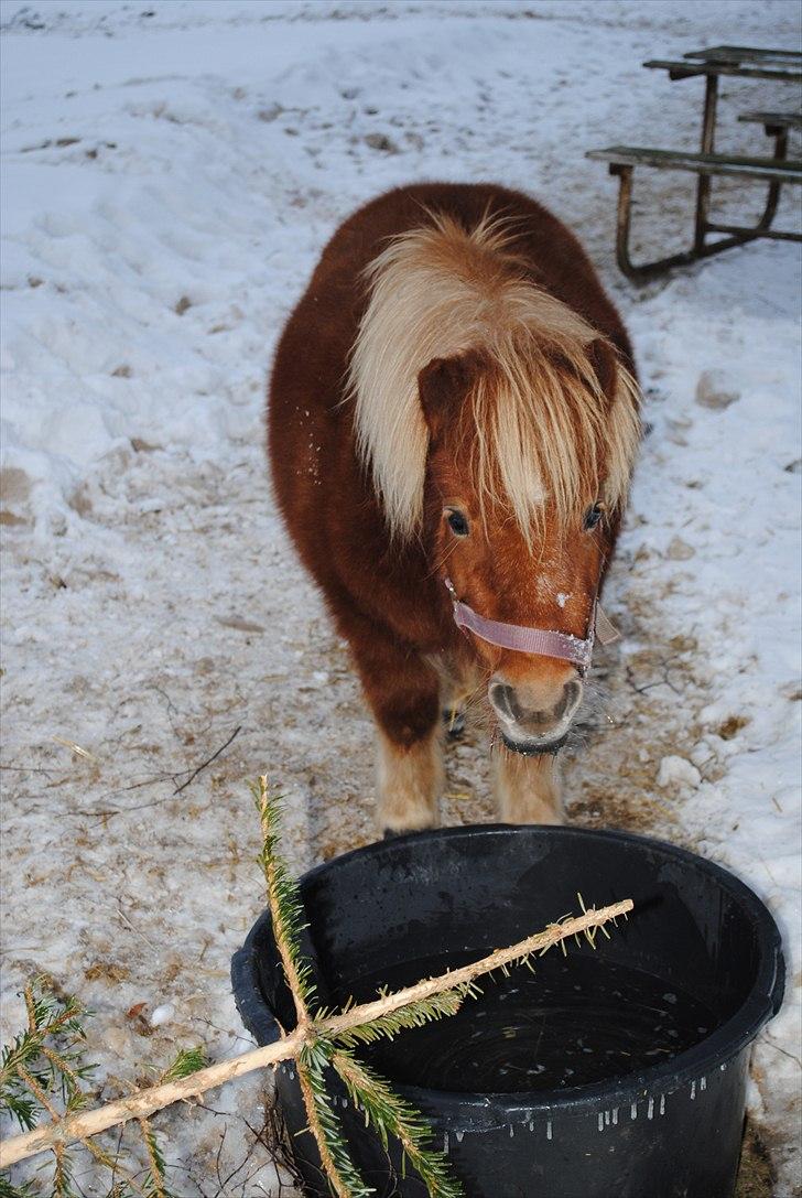 Shetlænder Alma - januar 2010 billede 8