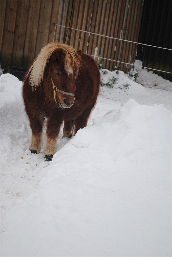 Shetlænder Alma - december 2010 billede 9