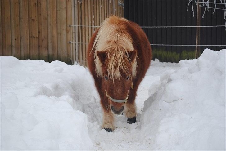 Shetlænder Alma - december 2010 billede 10