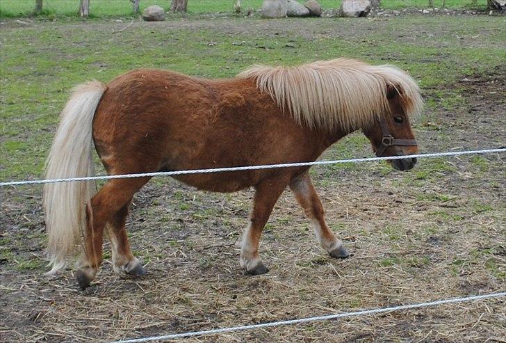 Shetlænder Alma - maj 2010 billede 11