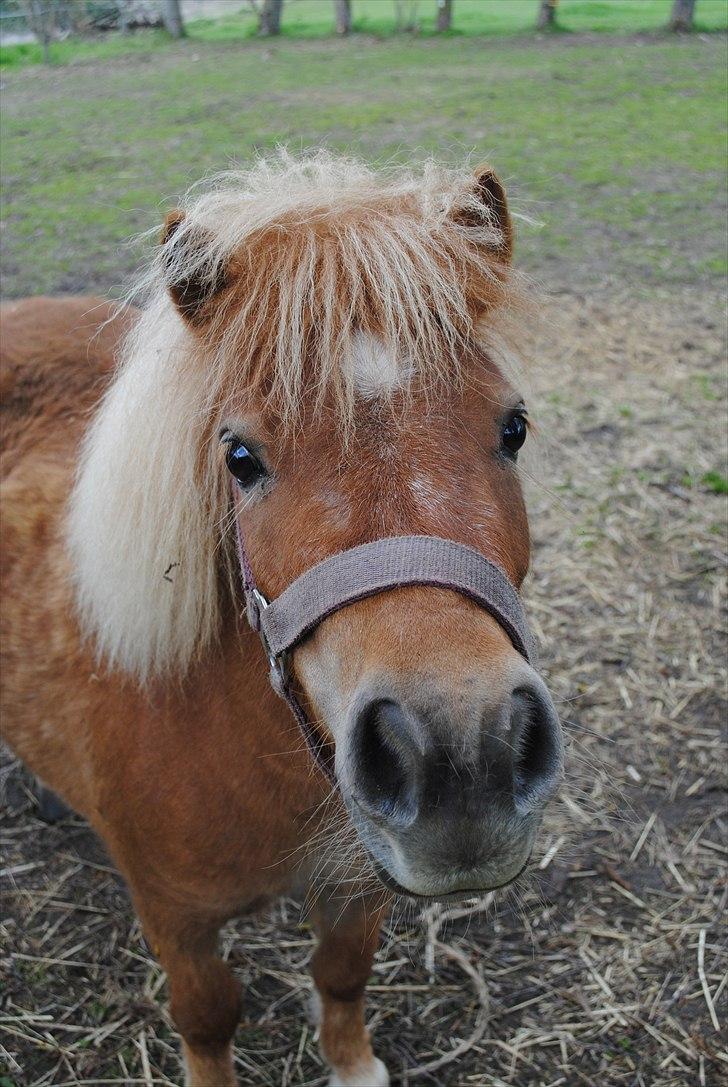 Shetlænder Alma - maj 2010 billede 12