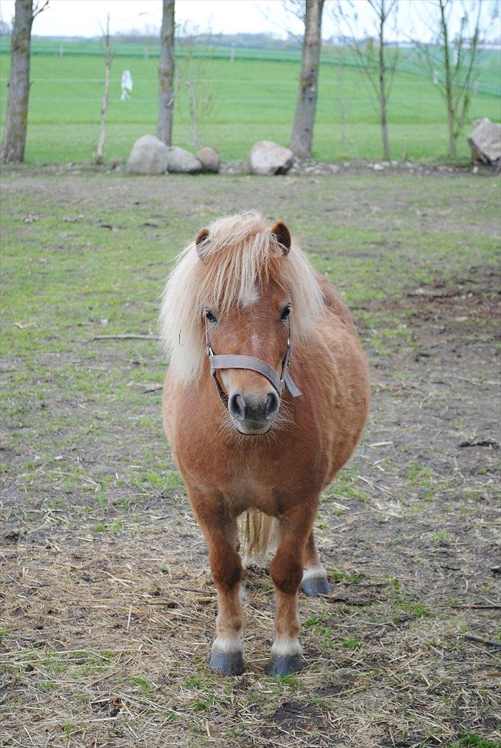 Shetlænder Alma - maj 2010 billede 13