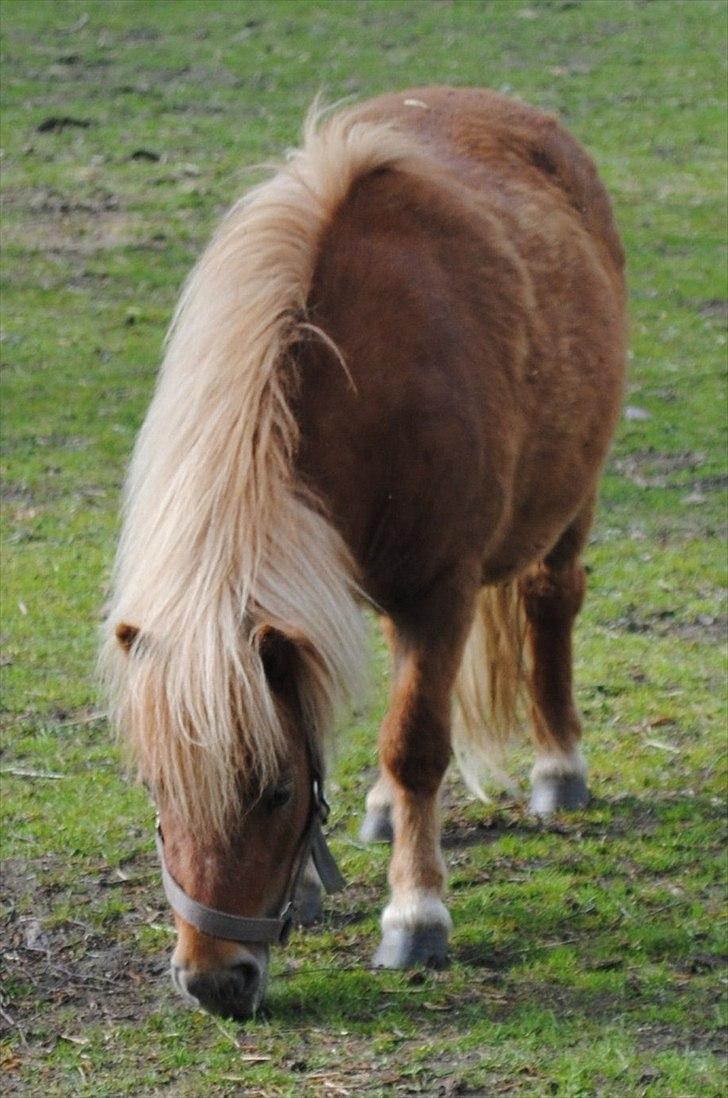 Shetlænder Alma - maj 2010 billede 14