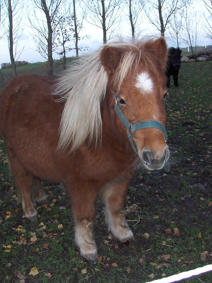 Shetlænder Alma - november 2008 billede 15