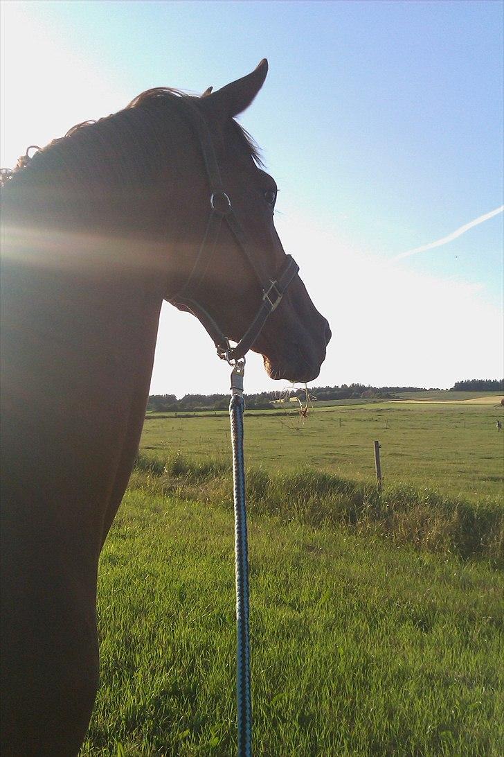 Dansk Varmblod Massimo billede 5