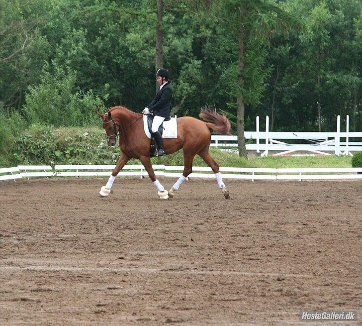Dansk Varmblod Massimo - Silkeborg i sommers :) billede 1