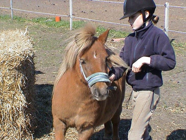 Shetlænder Sigurd - Jeg smører Sigurd fordi han har sommereksem billede 12