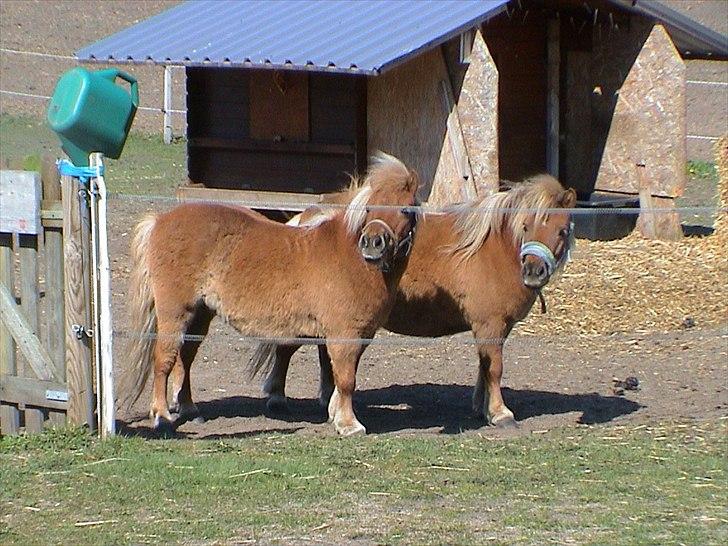 Shetlænder Sigurd billede 13