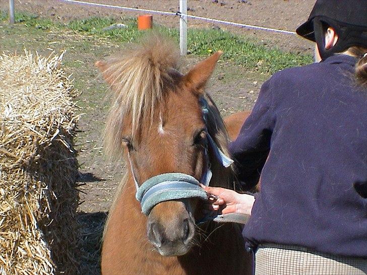 Shetlænder Sigurd billede 14