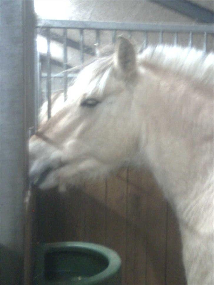 Fjordhest Ingar halsnæs HVR billede 6