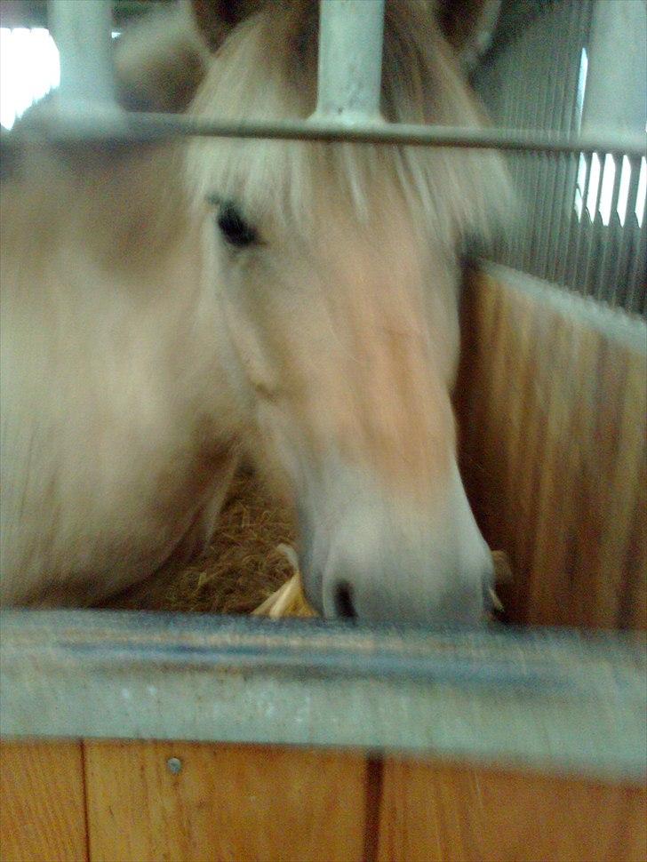 Fjordhest Ingar halsnæs HVR billede 7