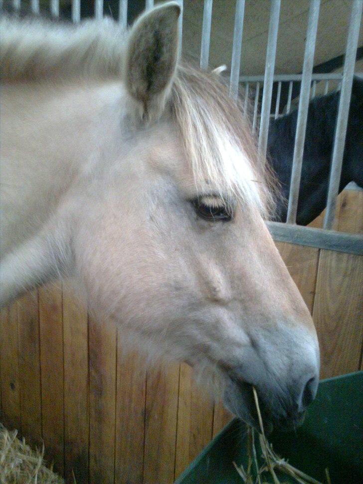 Fjordhest Ingar halsnæs HVR billede 8