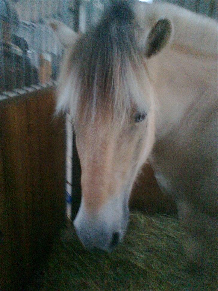 Fjordhest Ingar halsnæs HVR billede 9