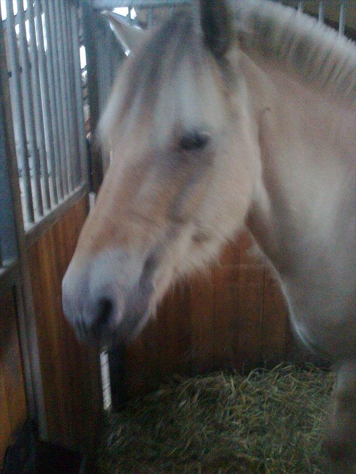 Fjordhest Ingar halsnæs HVR billede 10
