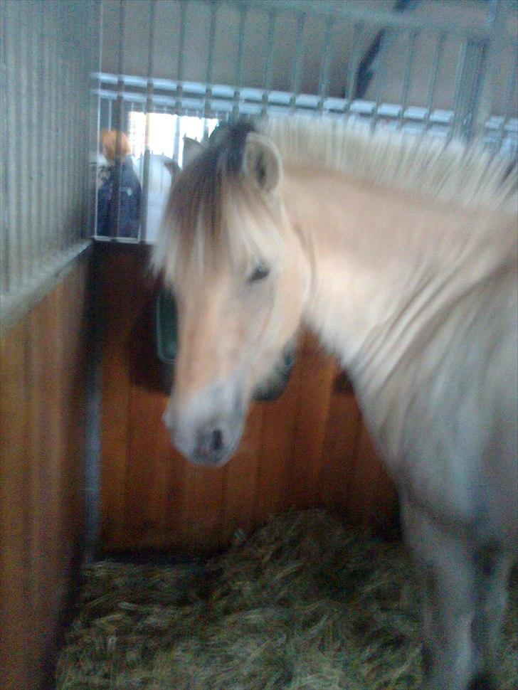 Fjordhest Ingar halsnæs HVR billede 11