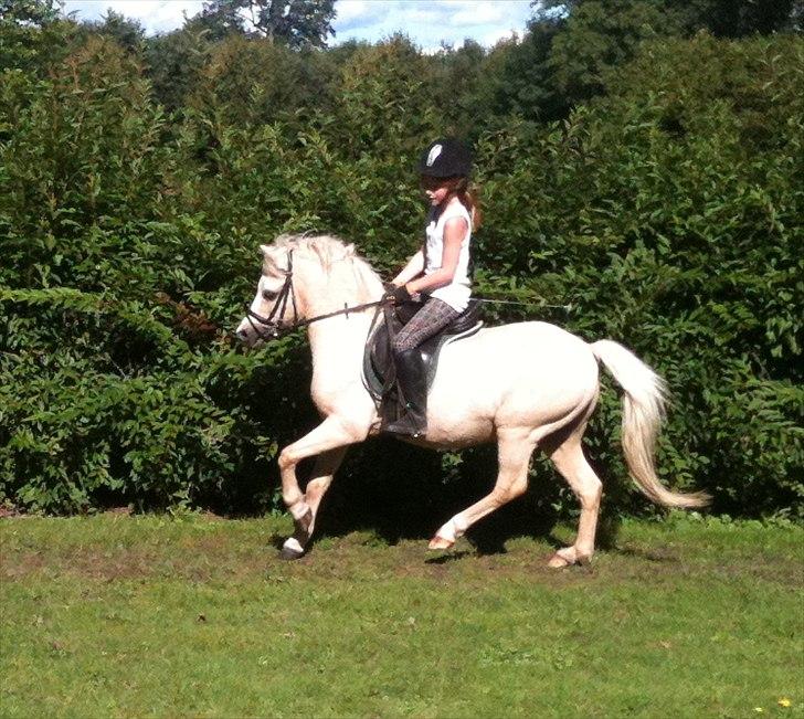 Welsh Mountain (sec A) Walter/Minells Ducell - Galop på dig <3 elsker jeg<3 det sjovt at ride pony og hest men walter han er bedst <3 billede 8