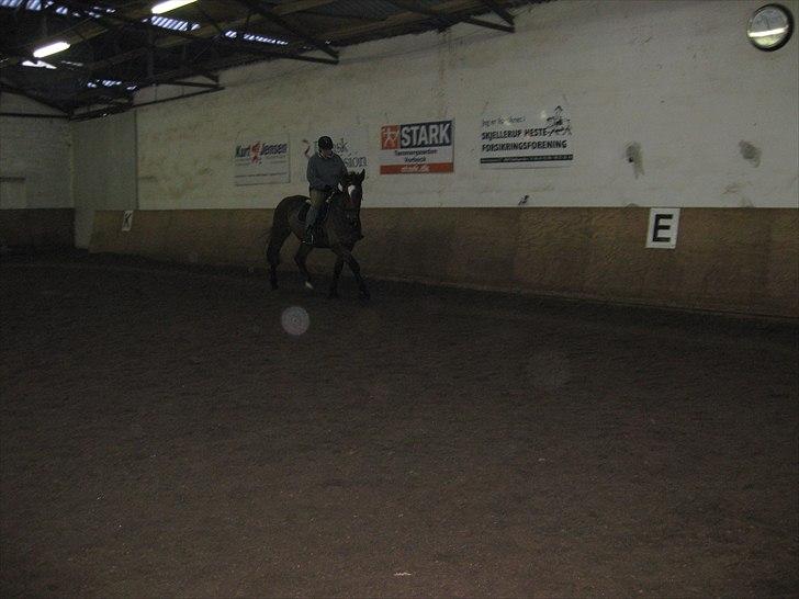 Dansk Varmblod Coleman *HIMMELHEST* - Torsdag d 30/12-2010  billede 20