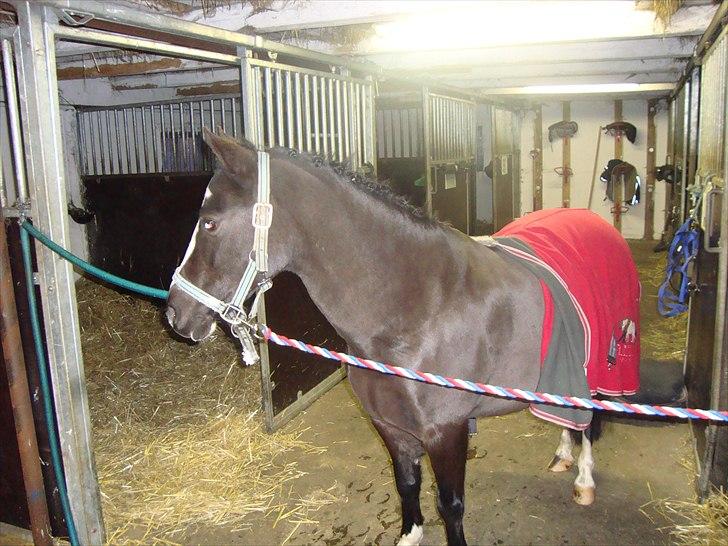 Welsh Mountain (sec A) Lollipop - nej nu kommer hun med min sadle  billede 5