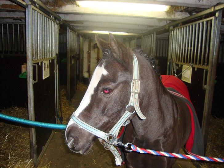 Welsh Mountain (sec A) Lollipop - hvad er det  billede 6