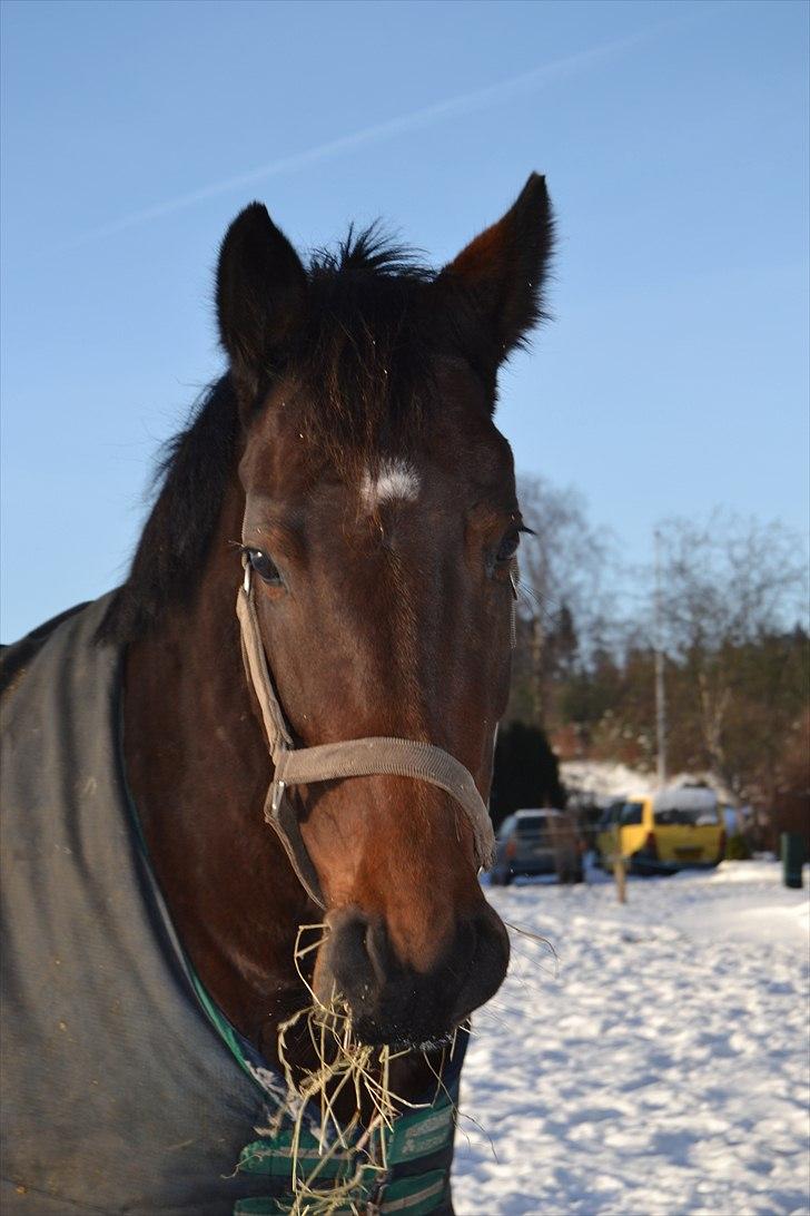 Holstener Waikiki billede 7