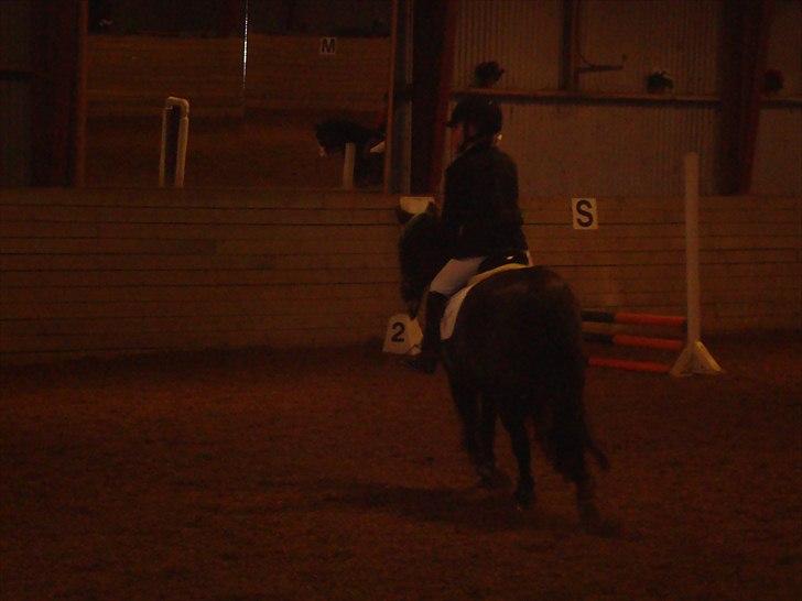 Welsh Mountain (sec A) Lollipop - åååå nej det er højt det spring  billede 7