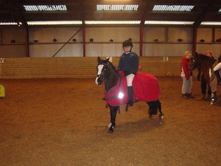 Welsh Mountain (sec A) Lollipop - vi vil vinde  billede 8