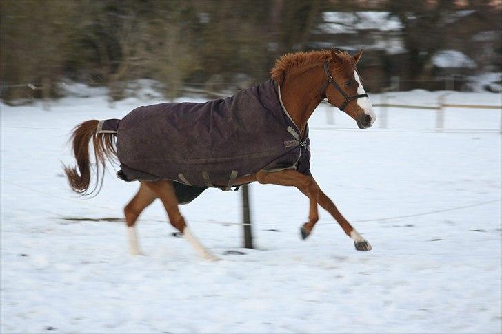 Dansk Varmblod Feldbæks Chicco  - Chicco i sneen ;p billede 19