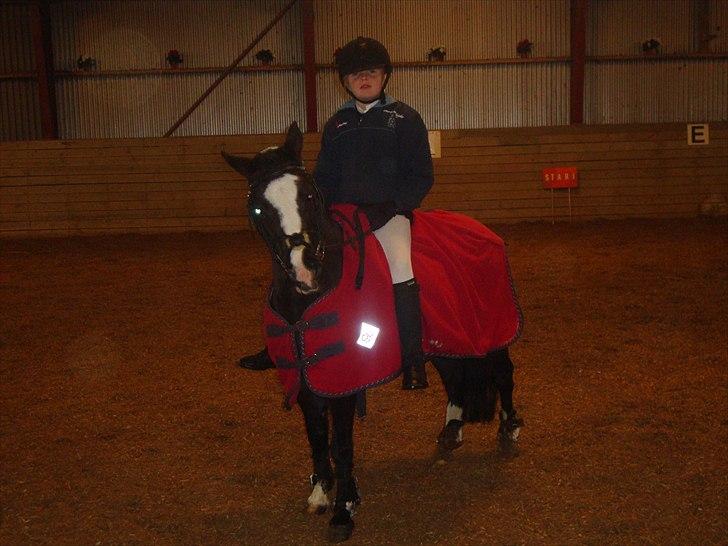 Welsh Mountain (sec A) Lollipop - se jeg ser fjolet ud se  billede 9