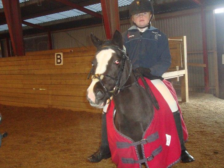 Welsh Mountain (sec A) Lollipop - solen skinner billede 10