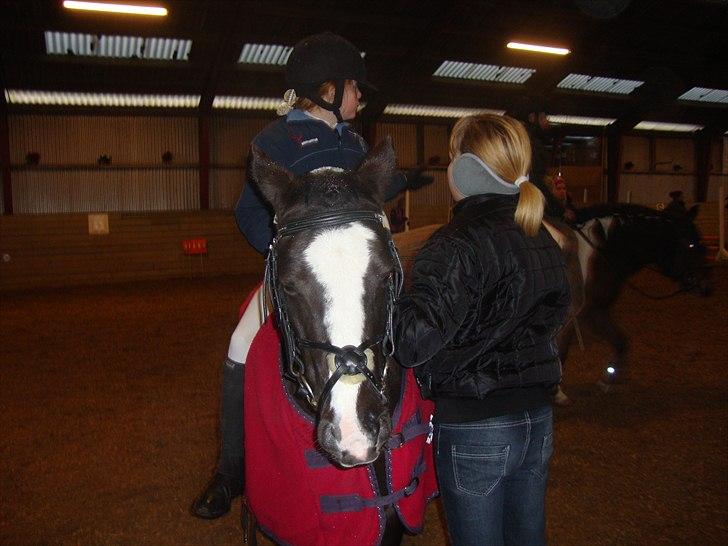 Welsh Mountain (sec A) Lollipop - de snakker jeg står og keder mig  billede 11