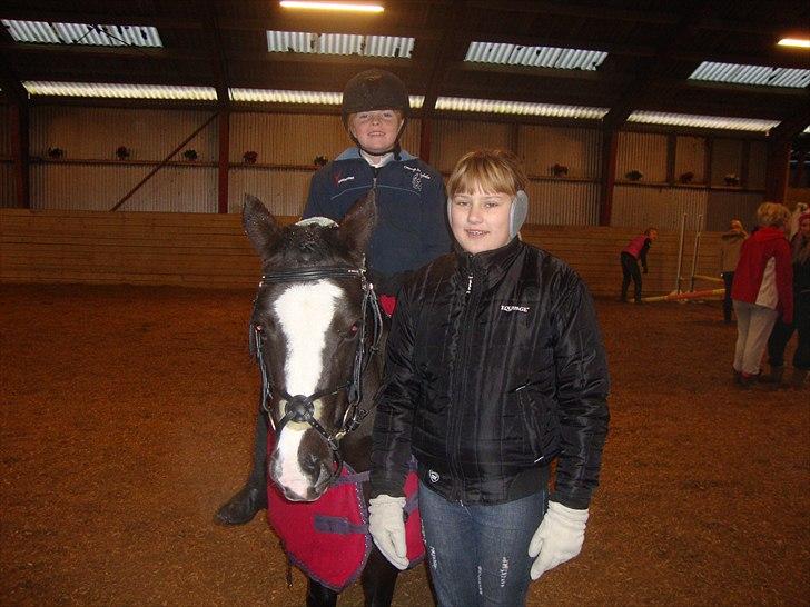 Welsh Mountain (sec A) Lollipop - nej ikke flere billeder jeg kan ikke smile mere  billede 12