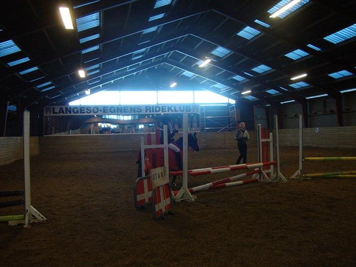 Welsh Mountain (sec A) Lollipop - skal vi ikke snart begynde  billede 13