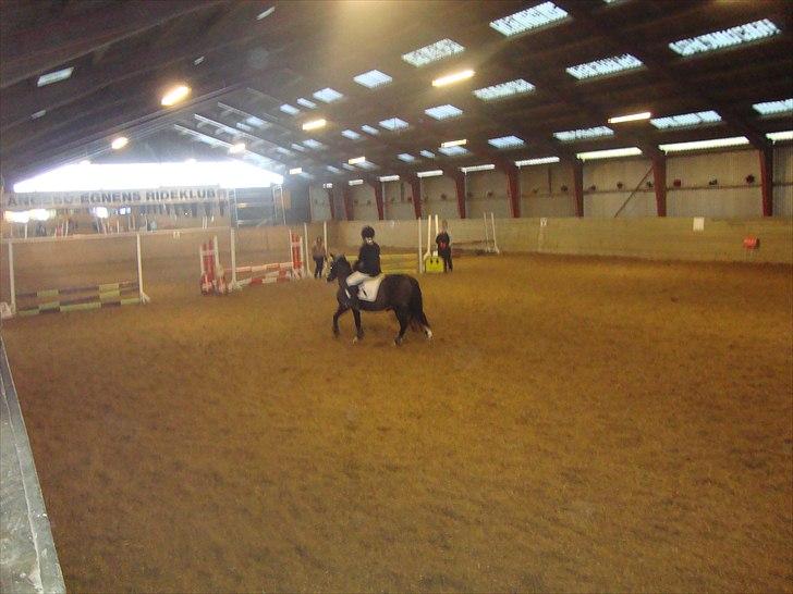 Welsh Mountain (sec A) Lollipop - ja nu begynder vi  billede 14