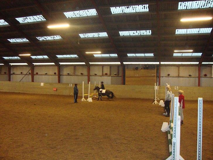 Welsh Mountain (sec A) Lollipop - det var tæt på  billede 15