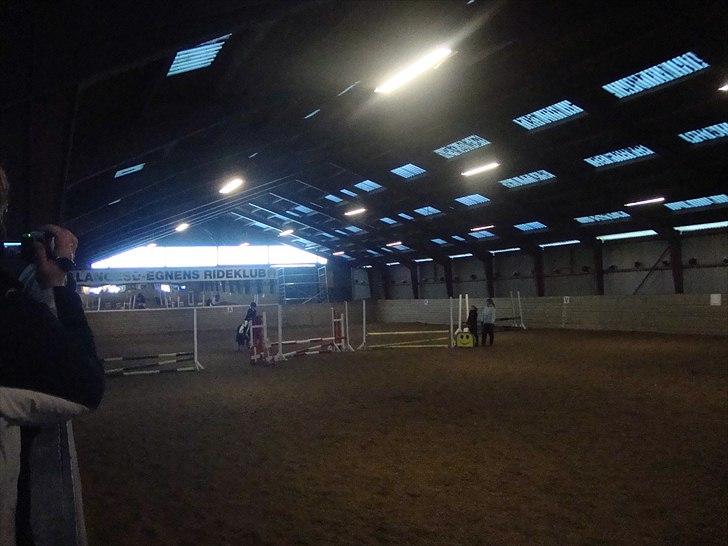 Welsh Mountain (sec A) Lollipop - nej nu er jeg snart færdig jeg  vil springe mere billede 16