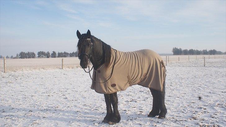 Frieser Zeppelin Terplinggaard <3 billede 12