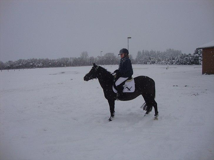 Welsh Mountain (sec A) Lollipop - ja nu er jeg snart hjemme og så kan jeg sove  billede 17