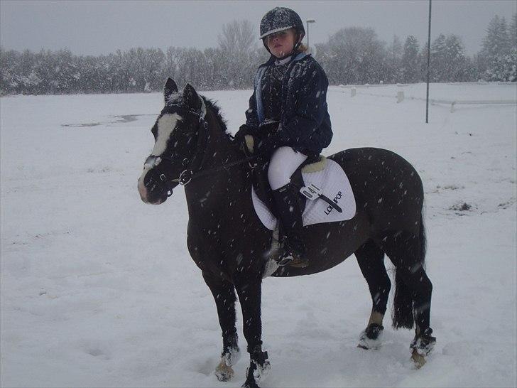 Welsh Mountain (sec A) Lollipop - se der er mine venner ser jeg fin ud  billede 18